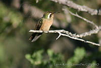 LRCP0036 Basilinna xantusii.jpg