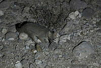 MASM04068 Urocyon cinereoargenteus.jpg