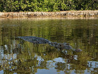 HBB0203 Crocodylus acutus.jpg
