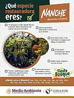 4. Nanche.png