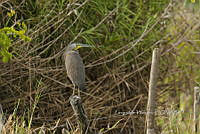 HJ6- 0111- Tigrisoma mexicanum.jpg
