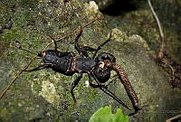 ASR03 Mastigoproctus giganteus.jpg