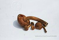 ZAPF 0673 Armillaria aff. mellea.jpg