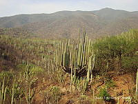 OTVHK040-908 Tetechera de Neobuxbaumia tetetzo cerca poblacion de Mhuitzilipochtli.TIF