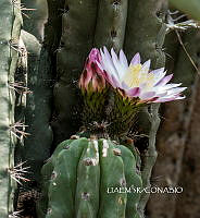 3R 01064 Echinopsis oxygona.tif