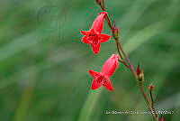 IMDOC 4842 Penstemon roseus.jpg