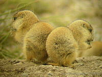TMRP0008 Cynomys mexicanus.jpg
