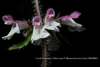 Zoqui 0195 Stachys sp..jpg