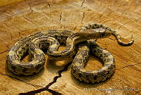 MDL0311 Pituophis deppei.jpg