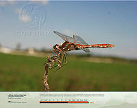 Libélula rauadora abigarrada.jpg