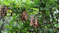 LCF0239 Erythrina flabelliformis.jpg