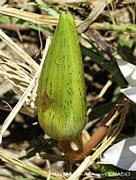 MEGA 0060 Nymphaea elegans.JPG