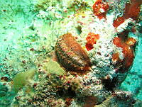 NE018 0833 Acanthochitona hemphilli.jpg