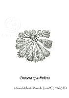 MARL0253 Drosera spathulata.jpg