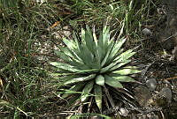 CAR 0056 Agave macroacantha.jpg