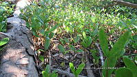 UM002 S0052 Avicennia germinans.jpg