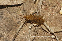 JCC0022 Phryganeidae.JPG