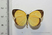 VJAP016 Pyrisitia nise ssp. nelphe.jpg