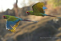 MASM07213 Ara militaris.jpg