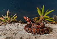 MN6F0321 Agkistrodon conanti.jpg