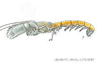 UNAM_FC-SISAL-0085 Mictaxius thalassicola.jpg