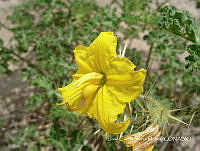 JF140 0185 Solanum rostratum.jpg