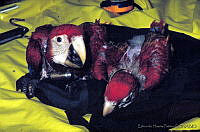 EHP0005 Ara macao.jpg