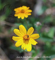 JJBC0397 Perymenium menzi.JPG