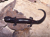 LCM0085 Isthmura sierraoccidentalis.jpg