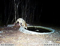 MAGB 0108 Canis latrans.JPG