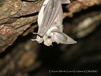 EAGE01 Macrotus californicus.jpg