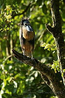 MATP04 Cochlearius cochlearius.jpg