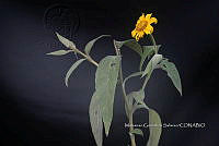 Zongo 1805 Tithonia  diversifolia.jpg