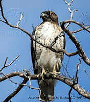 AAKVDH 0455 Buteo jamaicensis.JPG