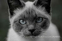 ZAPF0030 Felis catus.jpg