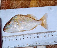 JMHS0028 Orthopristis chrysoptera.jpg