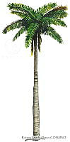 RAA0113 Roystonea regia.jpg