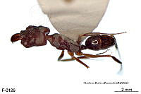 ME006 Hormi 0035 Odontomachus yucatecus.jpg