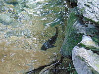 JLMD07 Hypostomus plecostomus.jpg