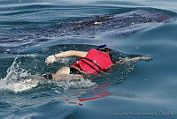 CNS0914 Rhincodon typus.jpg