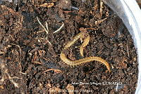 JBV034 Chilopoda.JPG