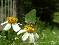 JCGM01014 Cyanophrys goodsoni.jpg