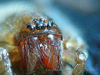 LASL0047 Zoropsidae.jpg