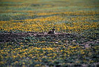 MMO0069 Cynomys mexicanus.jpg