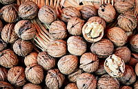 SR001 Carya illinoensis.JPG