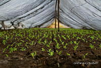 3R 01403 Invernaderos en Chinampa.jpg