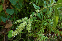ME010 KV 02546 Asterohyptis stellulata (Benth.) Epling, 1932.JPG