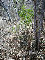 RG016 0202 Bromelia Karata.jpg