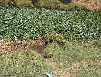 SG002 0277 Eichhornia crassipes .jpg