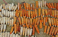 FBA0909 Zea mays.jpg